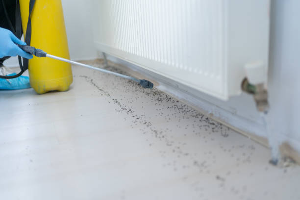 Best Wasp Removal Services  in Waller, TX